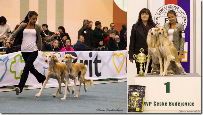 Bud�jky p�ry 2013