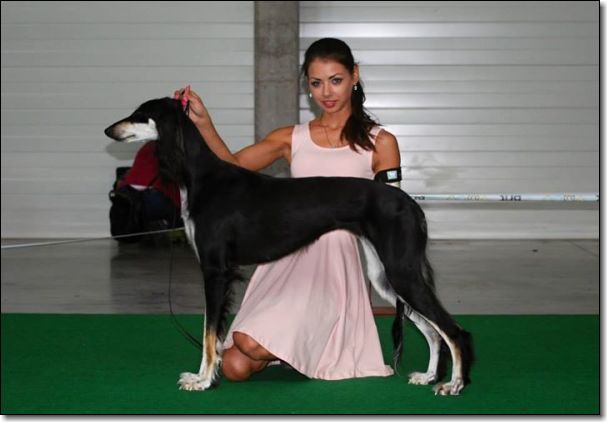 Durrah CACIB 20.9.2014 �esk� Budejovice