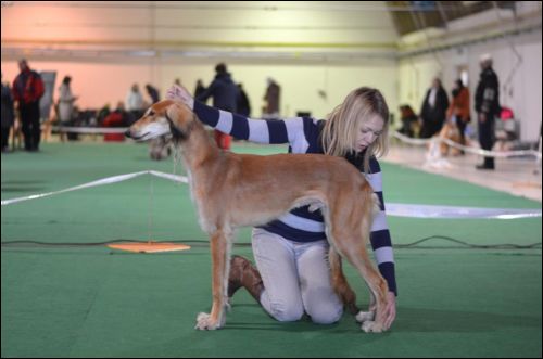 Dashir 8 m�s�c� BIS Puppy