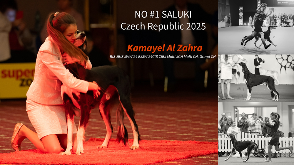 TOP SALUKI