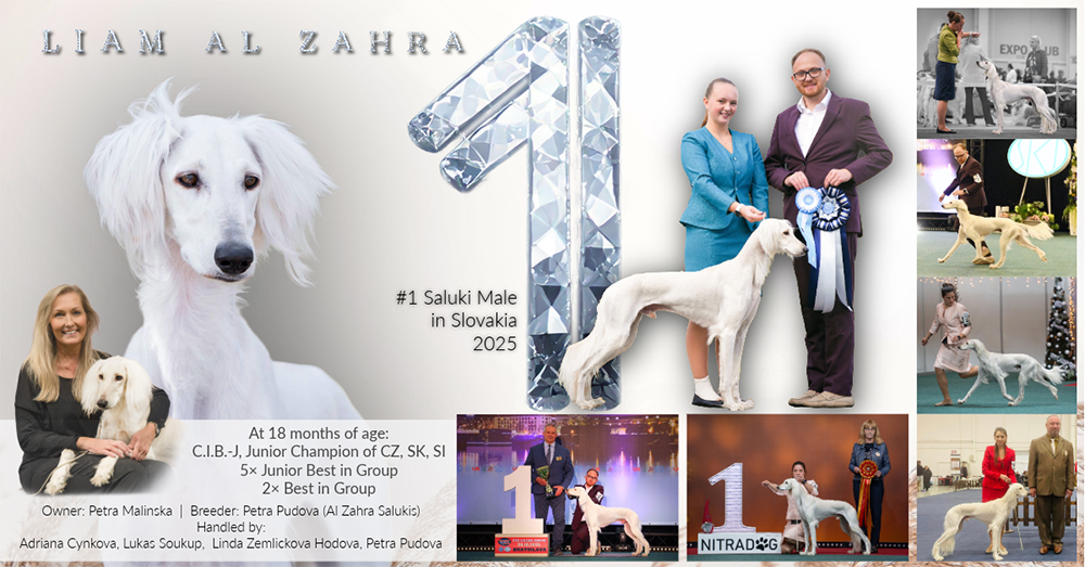 TOP SALUKI