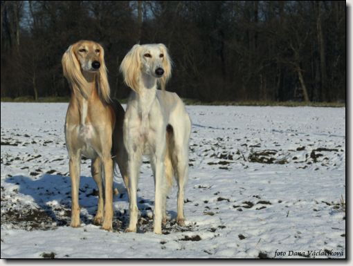 EOS_8015Frosty+Bagheera