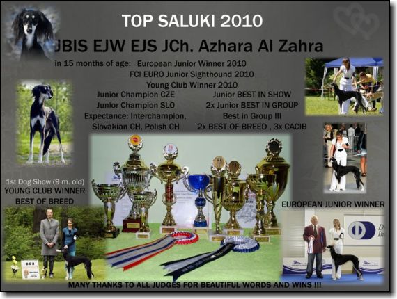Zara Top Saluki 2010
