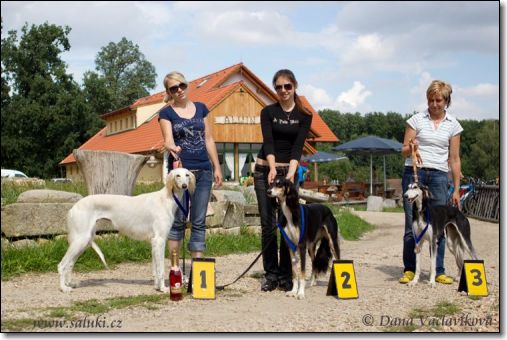 foto-nejlepsi-saluki-feny-full